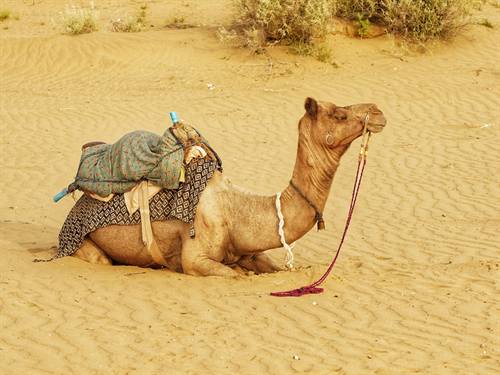 Viaggi India Karni — fotografia 101