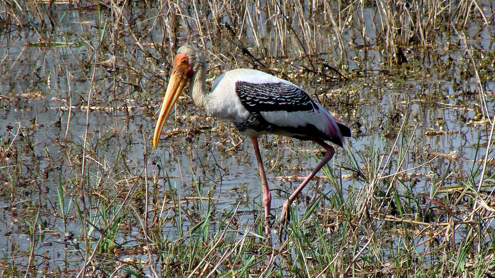 Bharatpur
