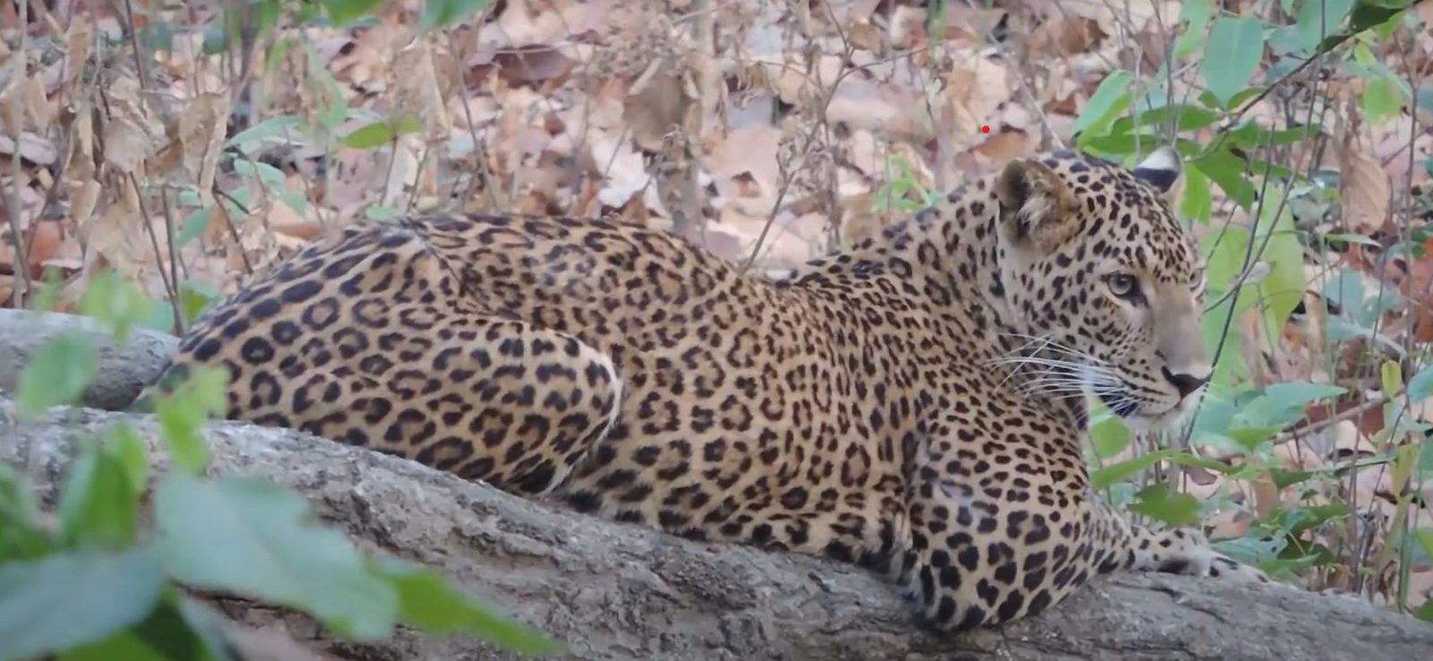 Safari in India: guida per chi vuole fotografare