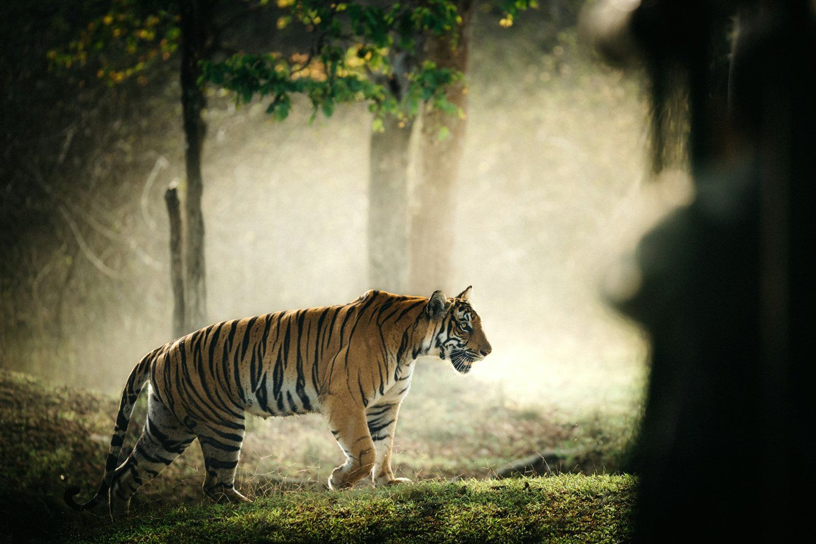 Sariska