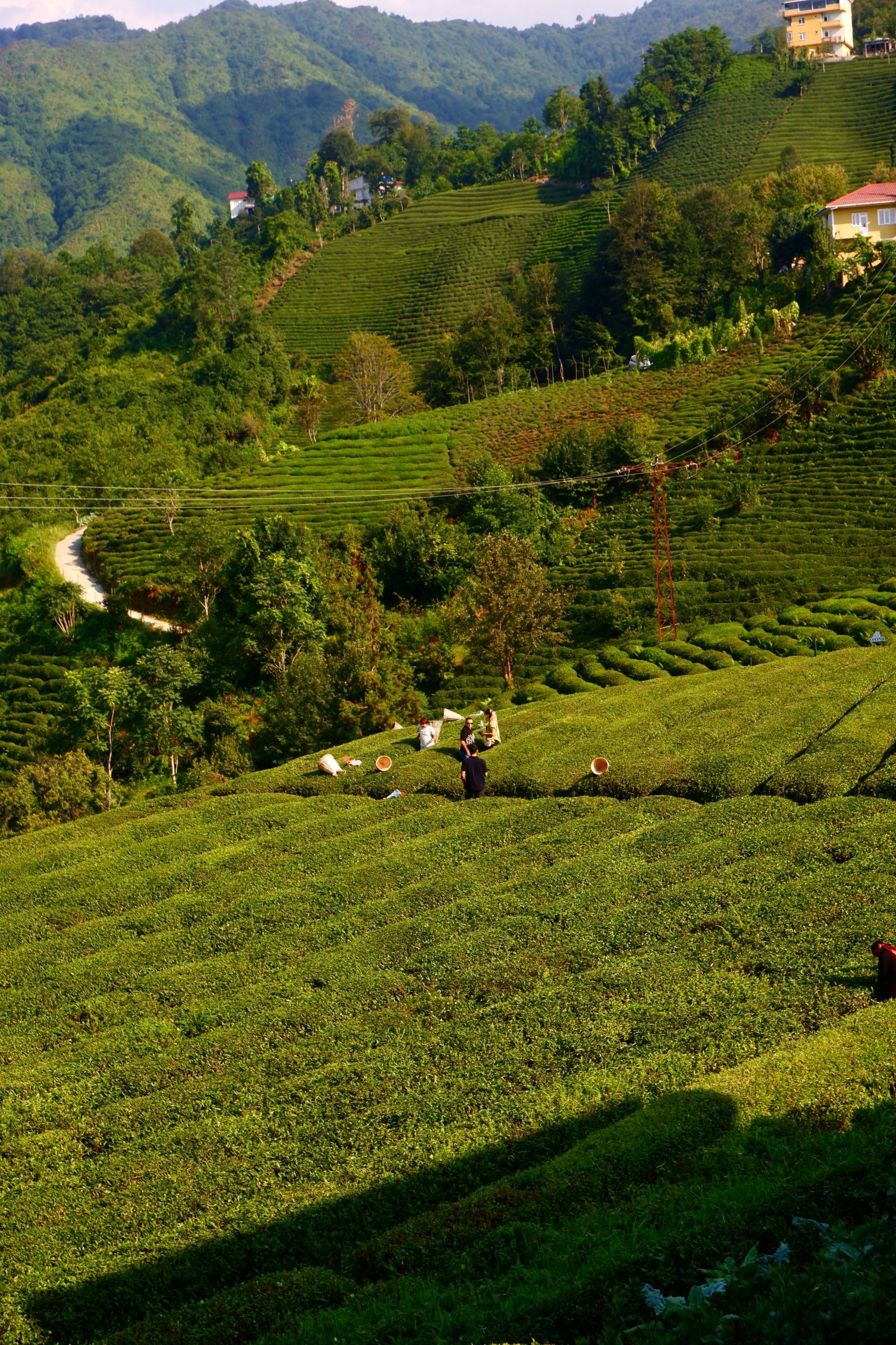 Darjeeling