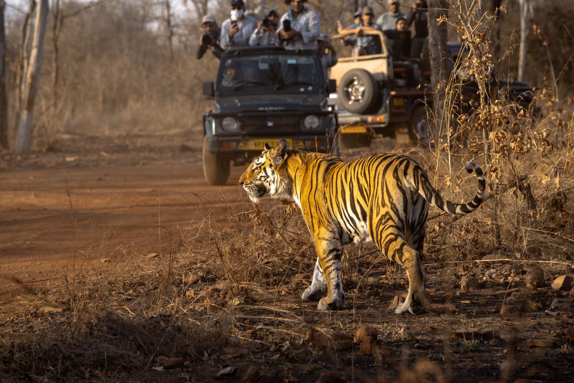 Bandhavgarh