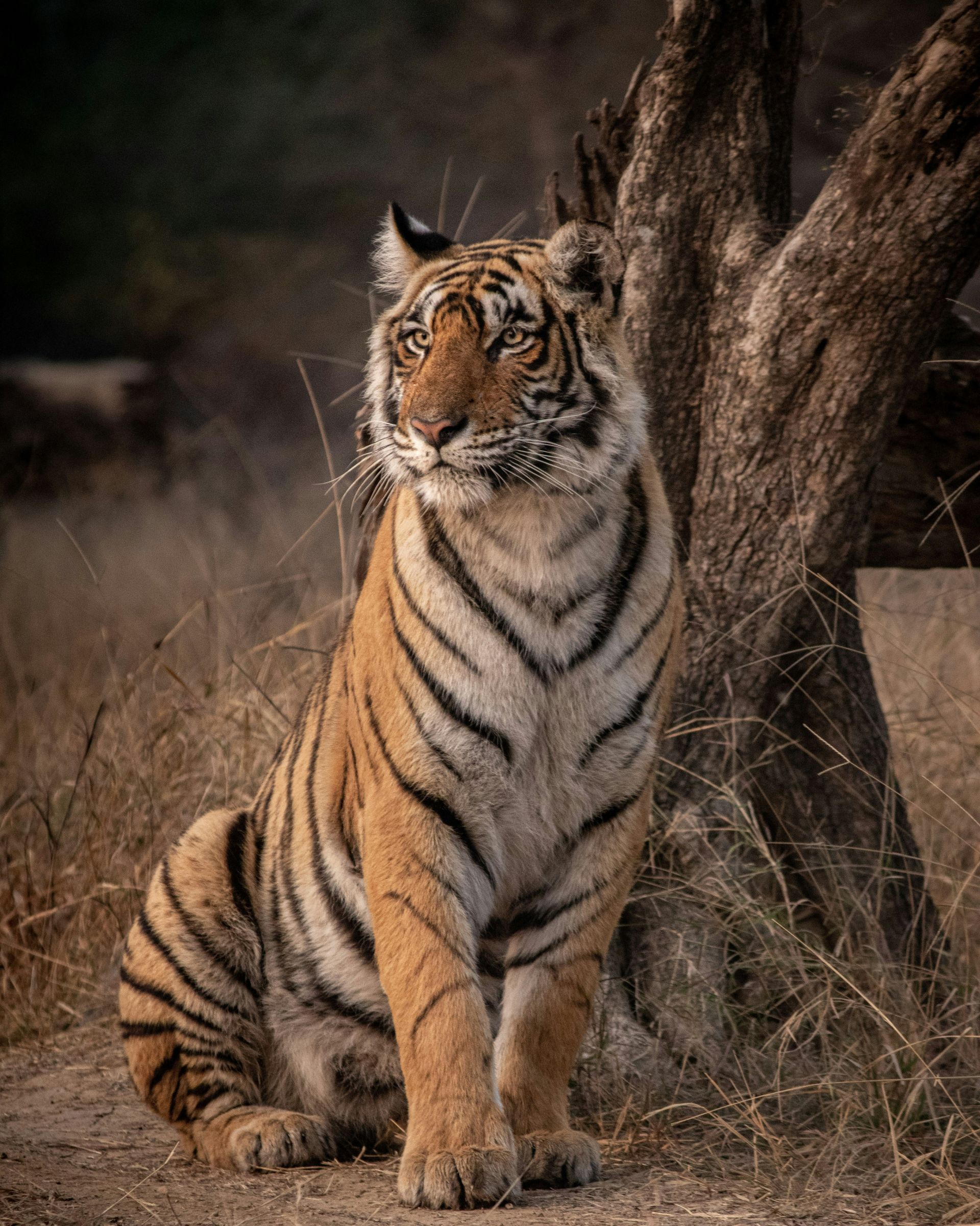 Triangolo d'Oro con Ranthambore – 8 notti