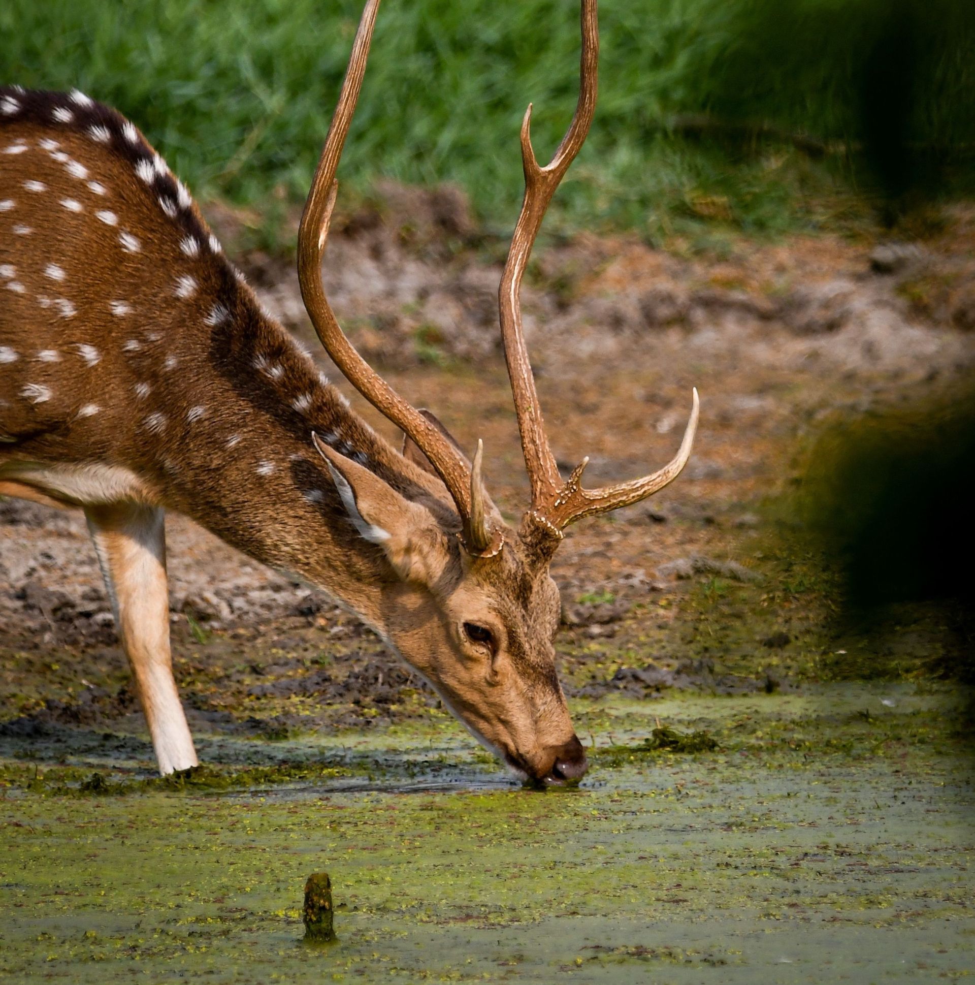 Safari naturalistico – 20 giorni
