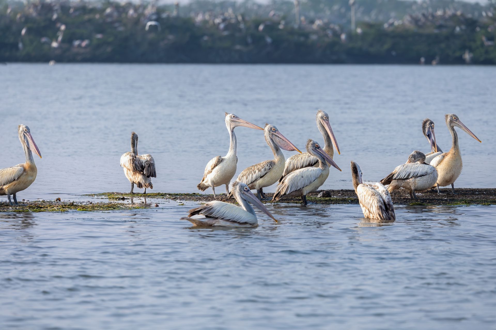 Alleppey