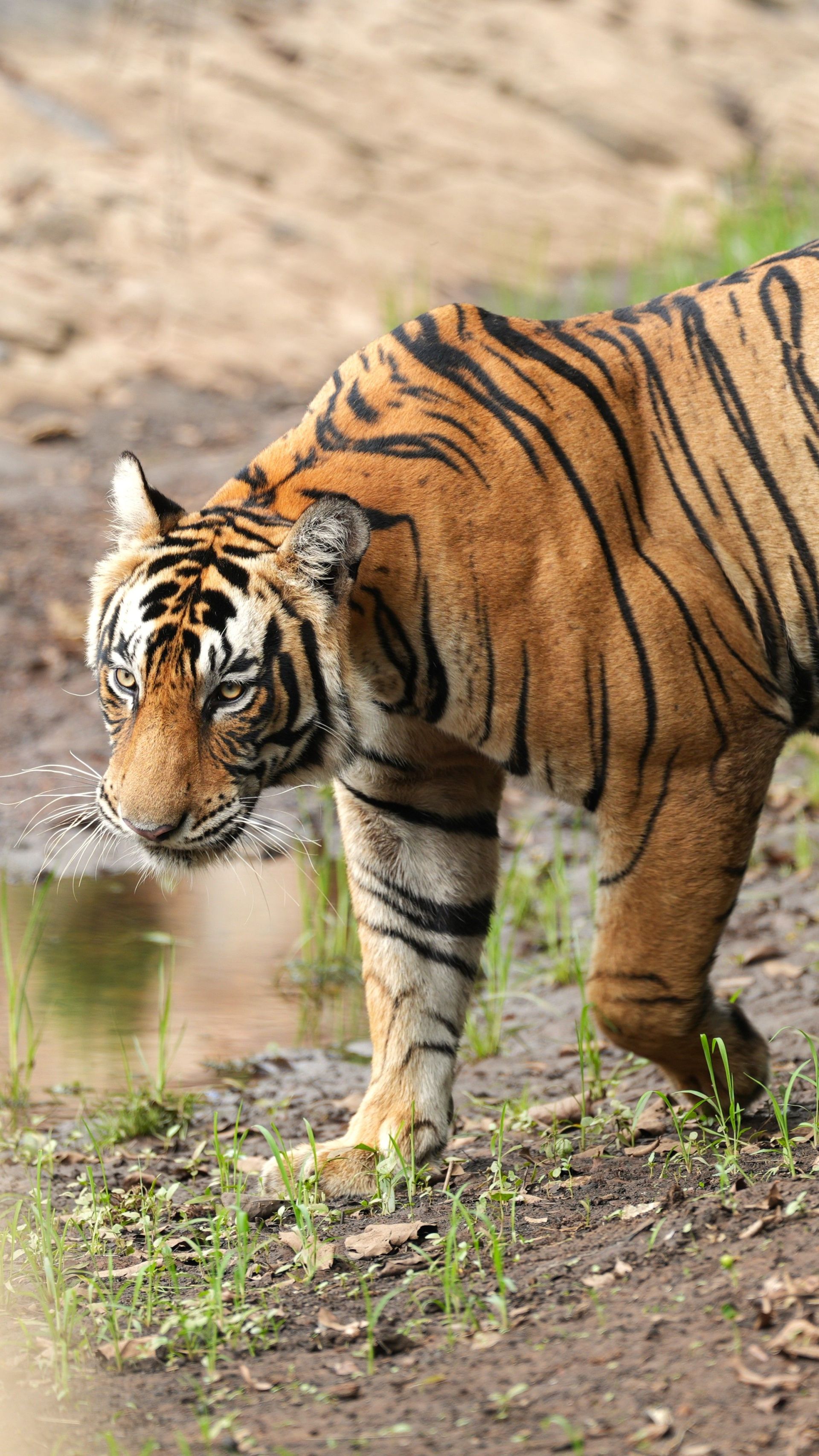 Ranthambore