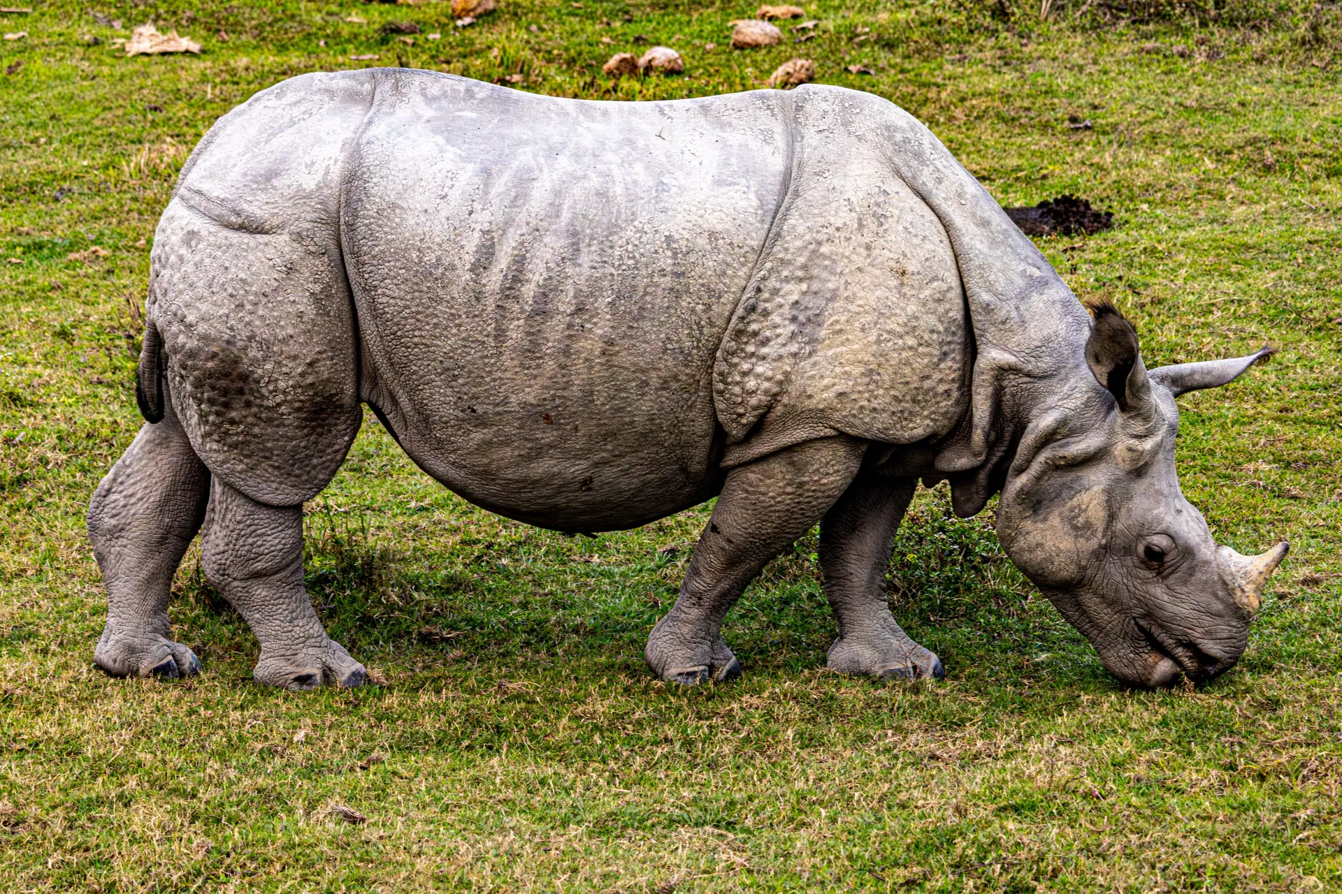Kaziranga