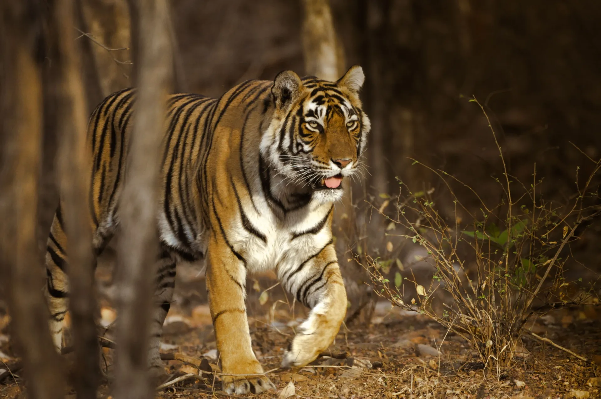 Corbett