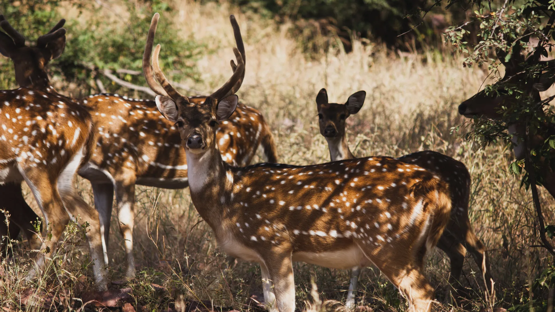 Sariska