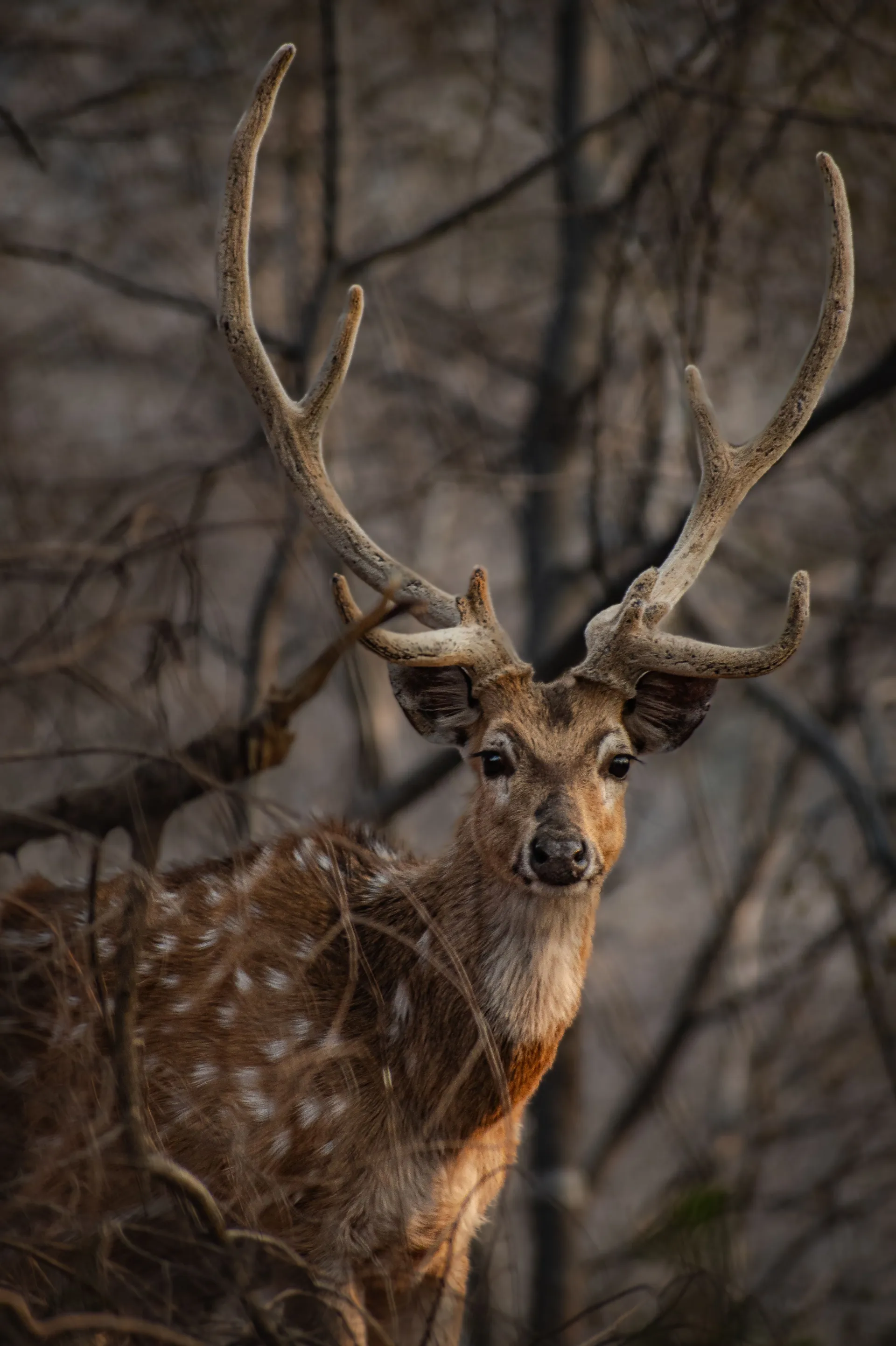 Ranthambore
