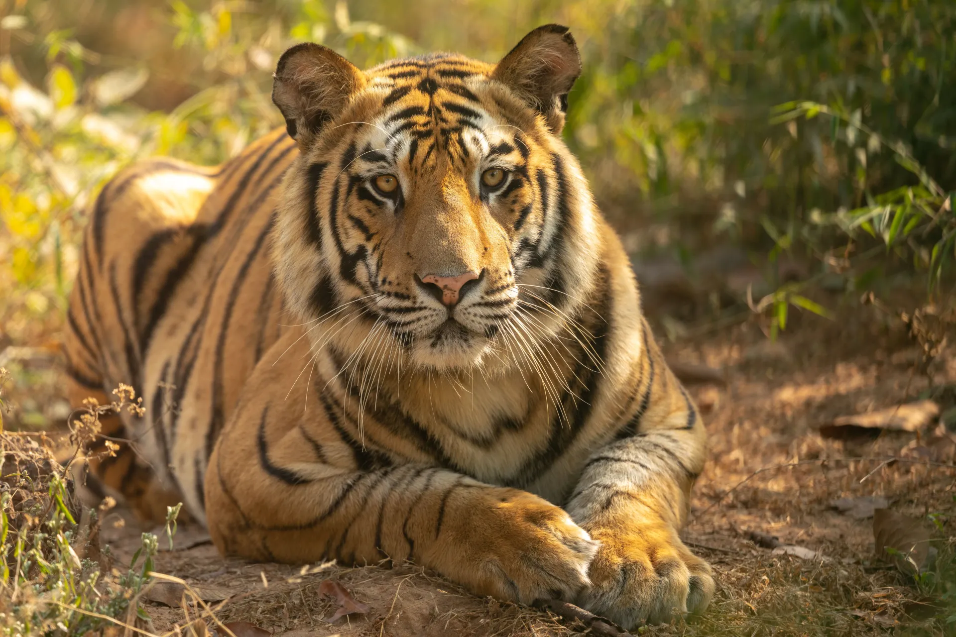 Bandhavgarh