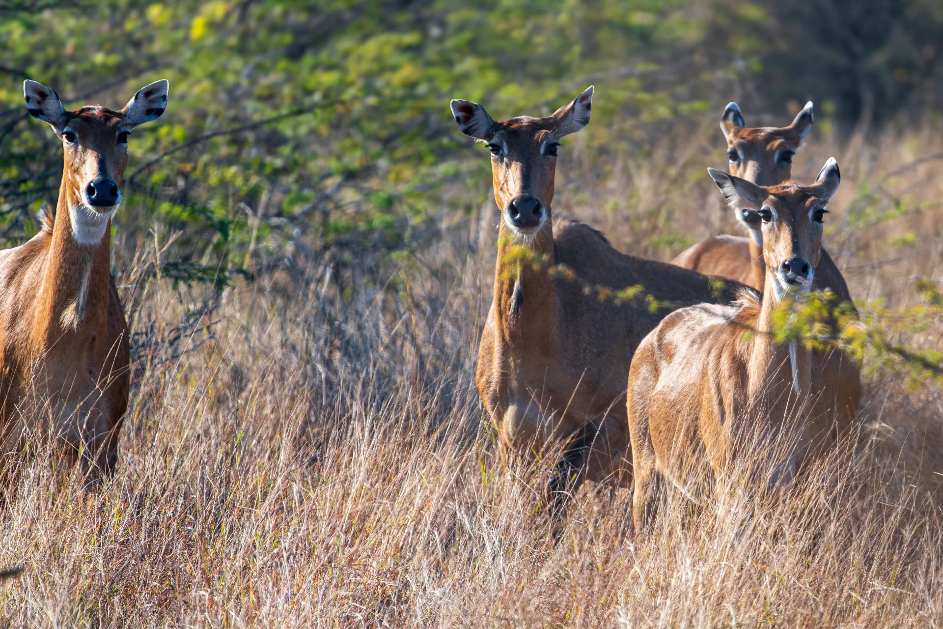 Bandhavgarh