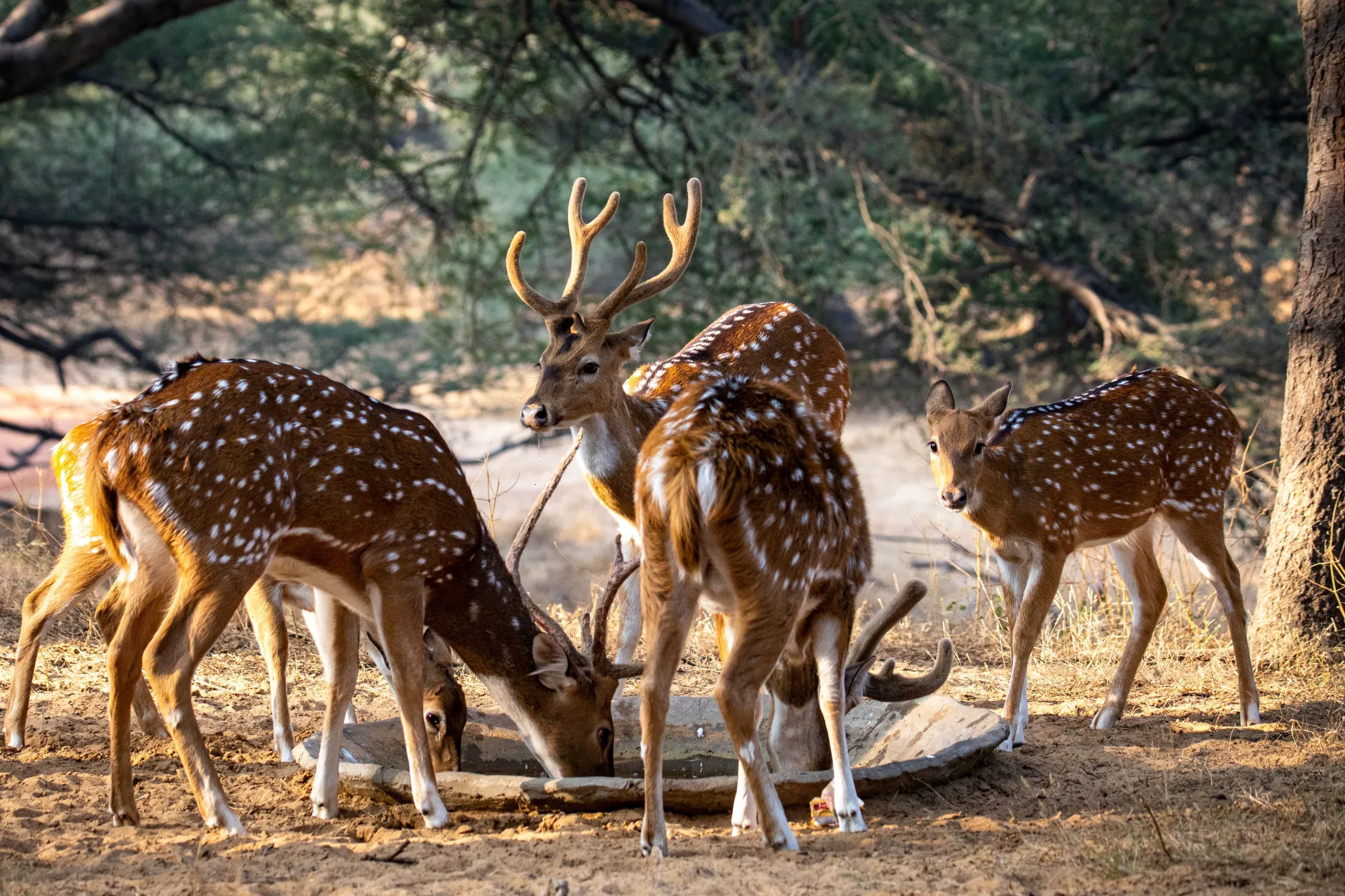 Bandhavgarh