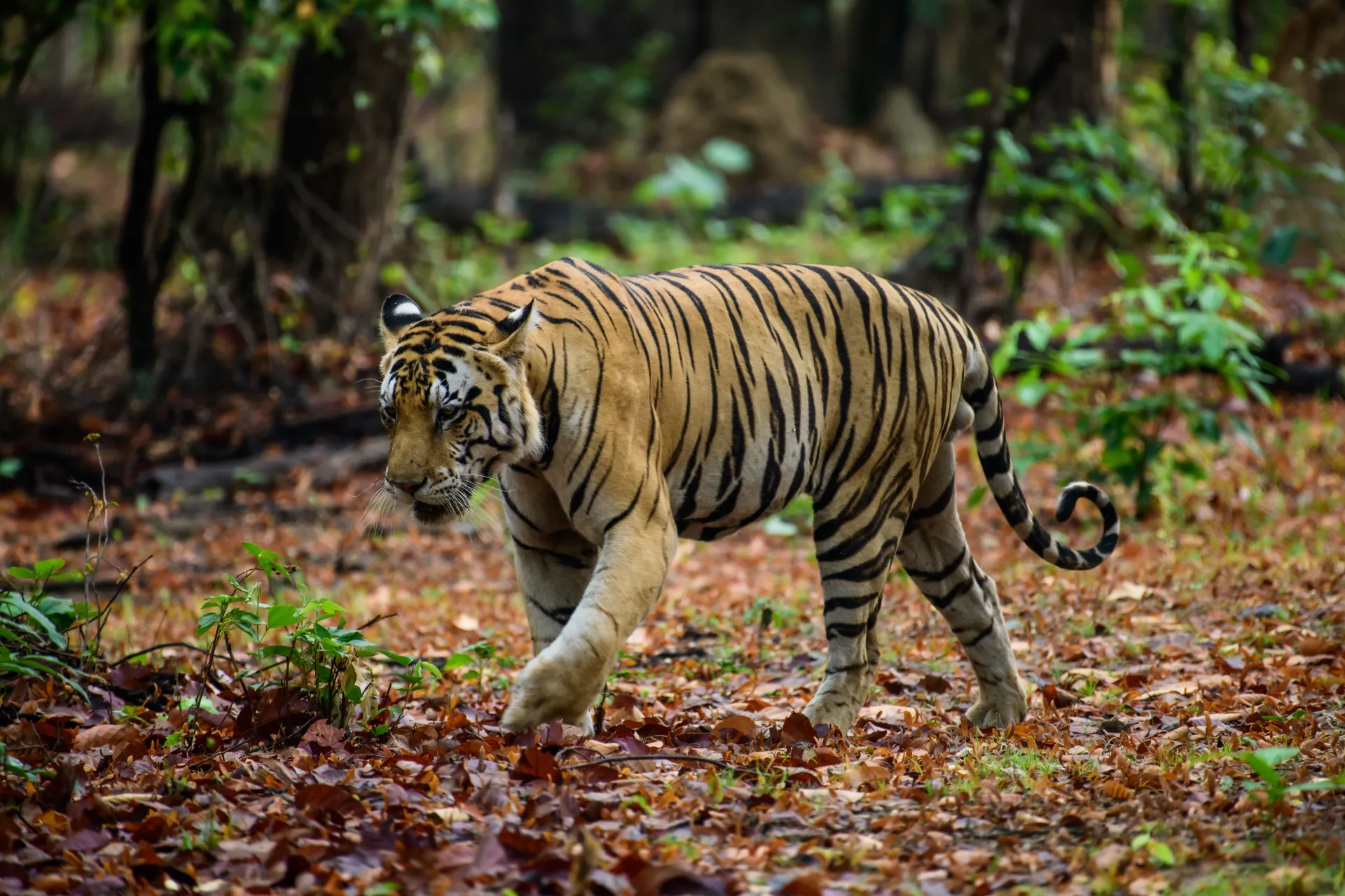 Ranthambore