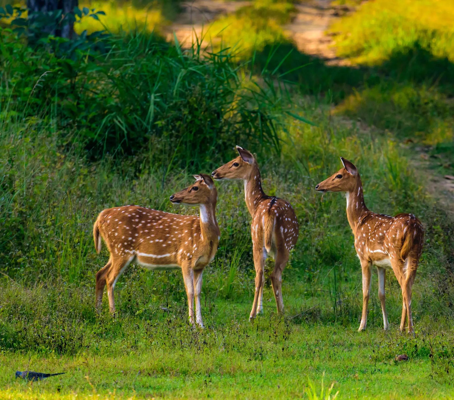 Ranthambore