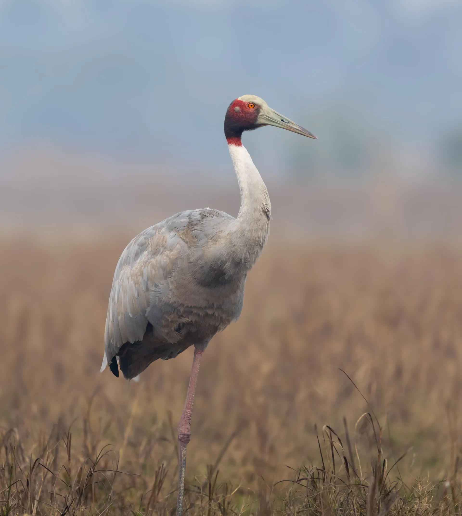 Bharatpur
