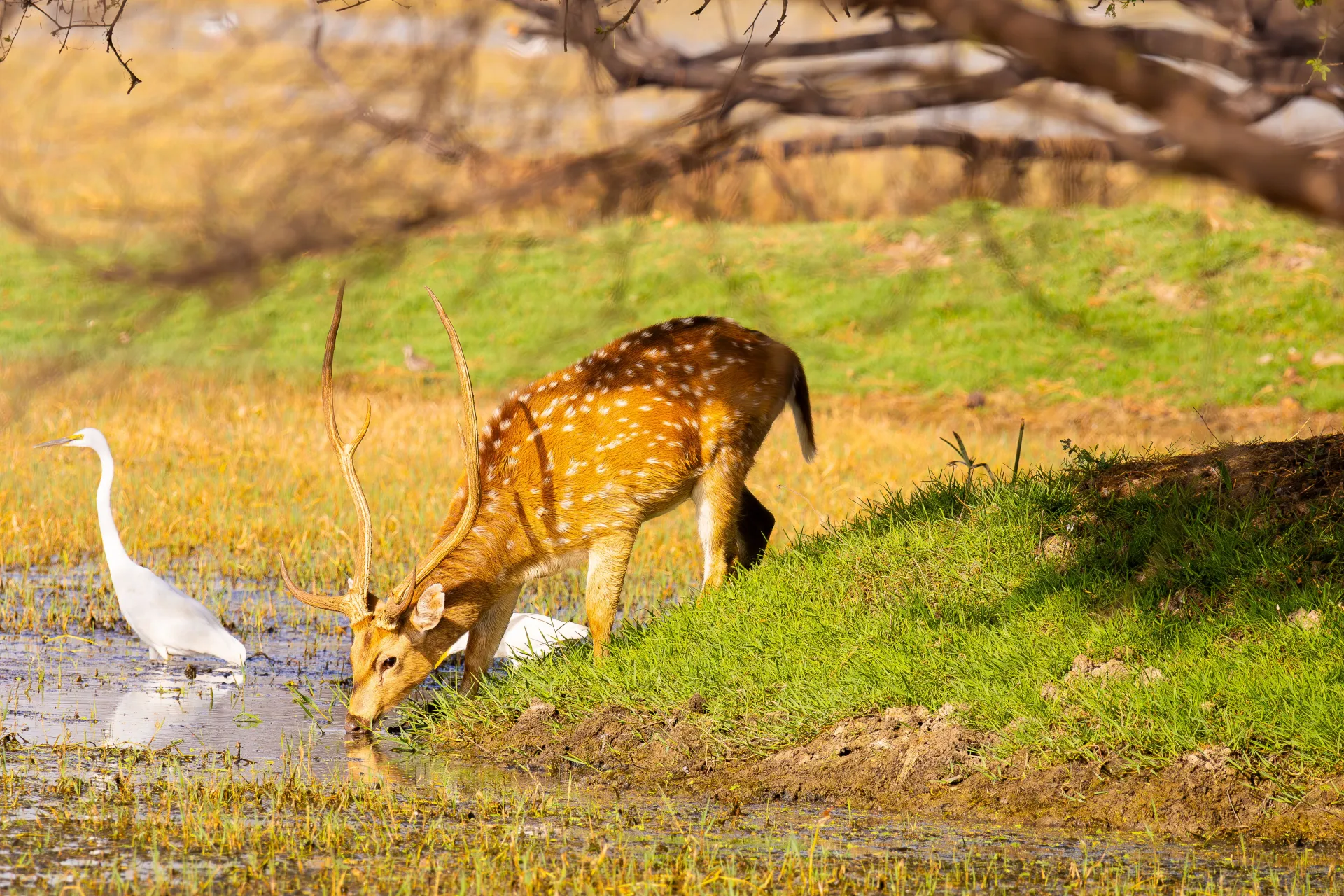 Bandhavgarh