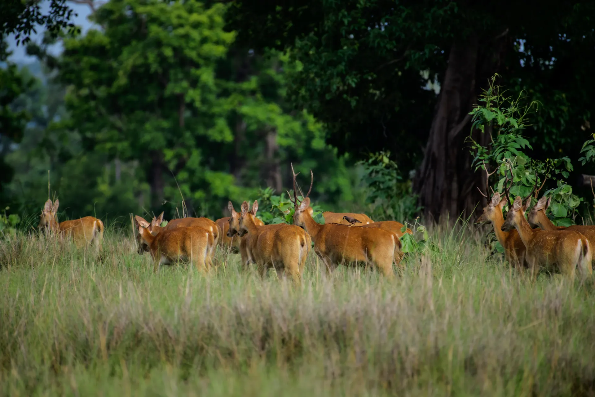 Kanha