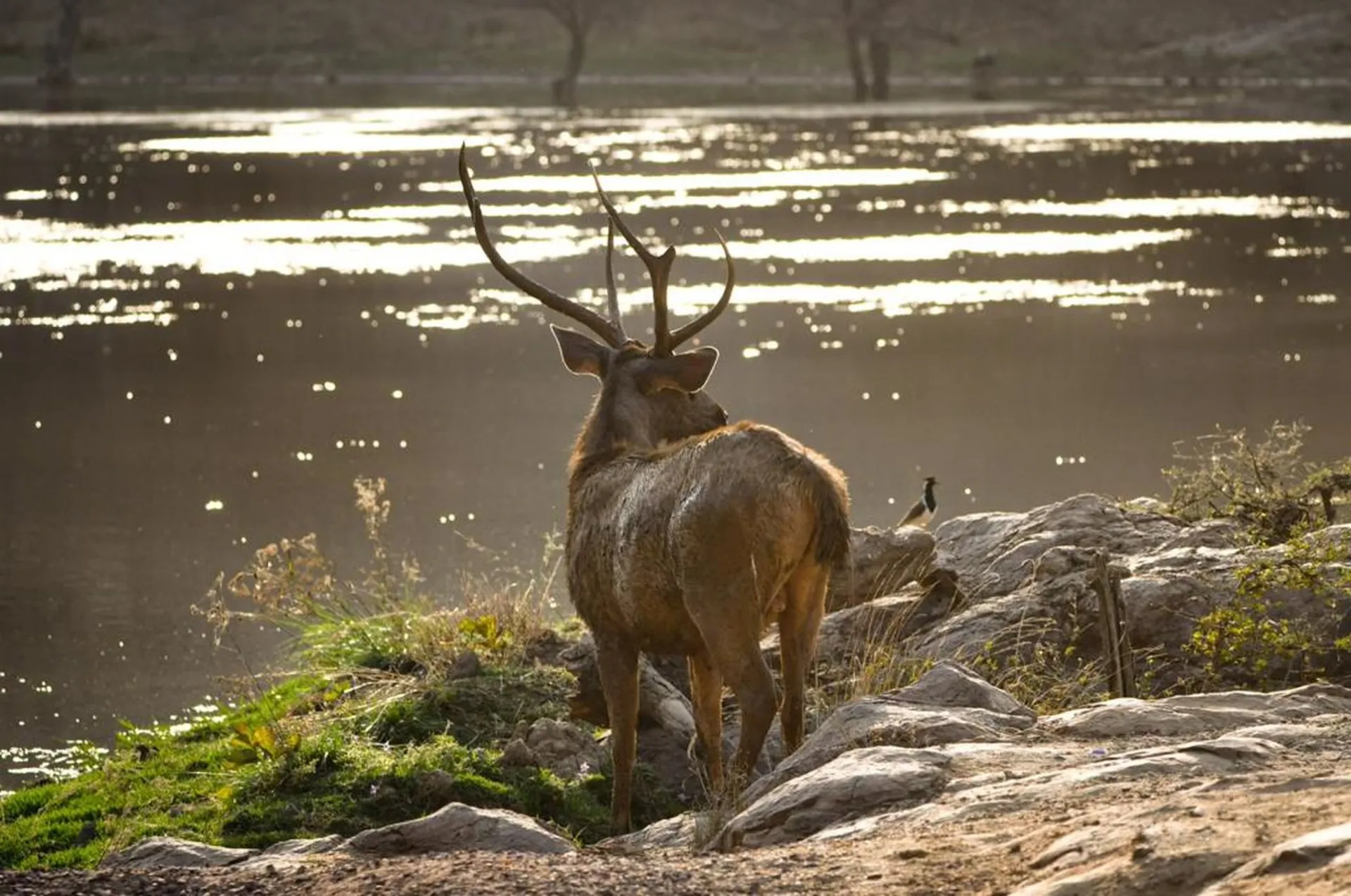 Kanha