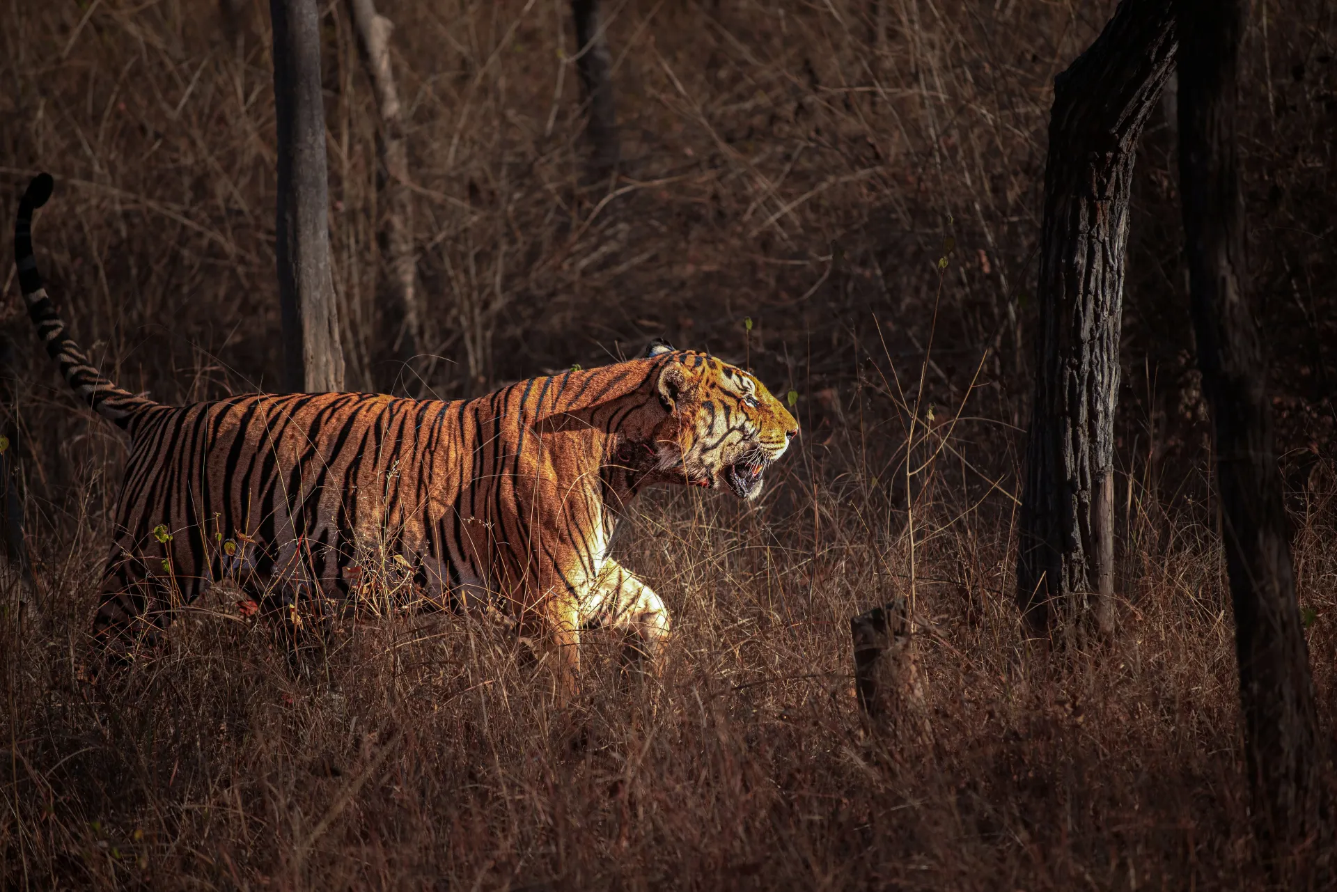Pench