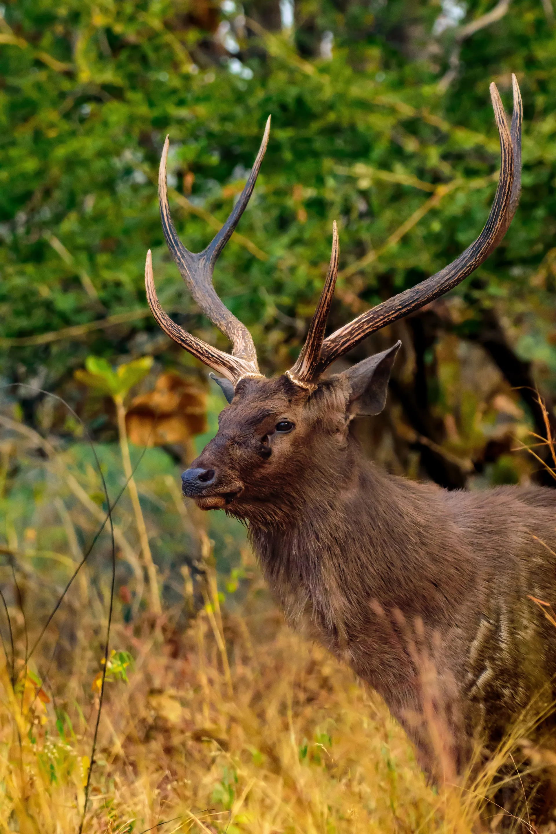 Bandhavgarh