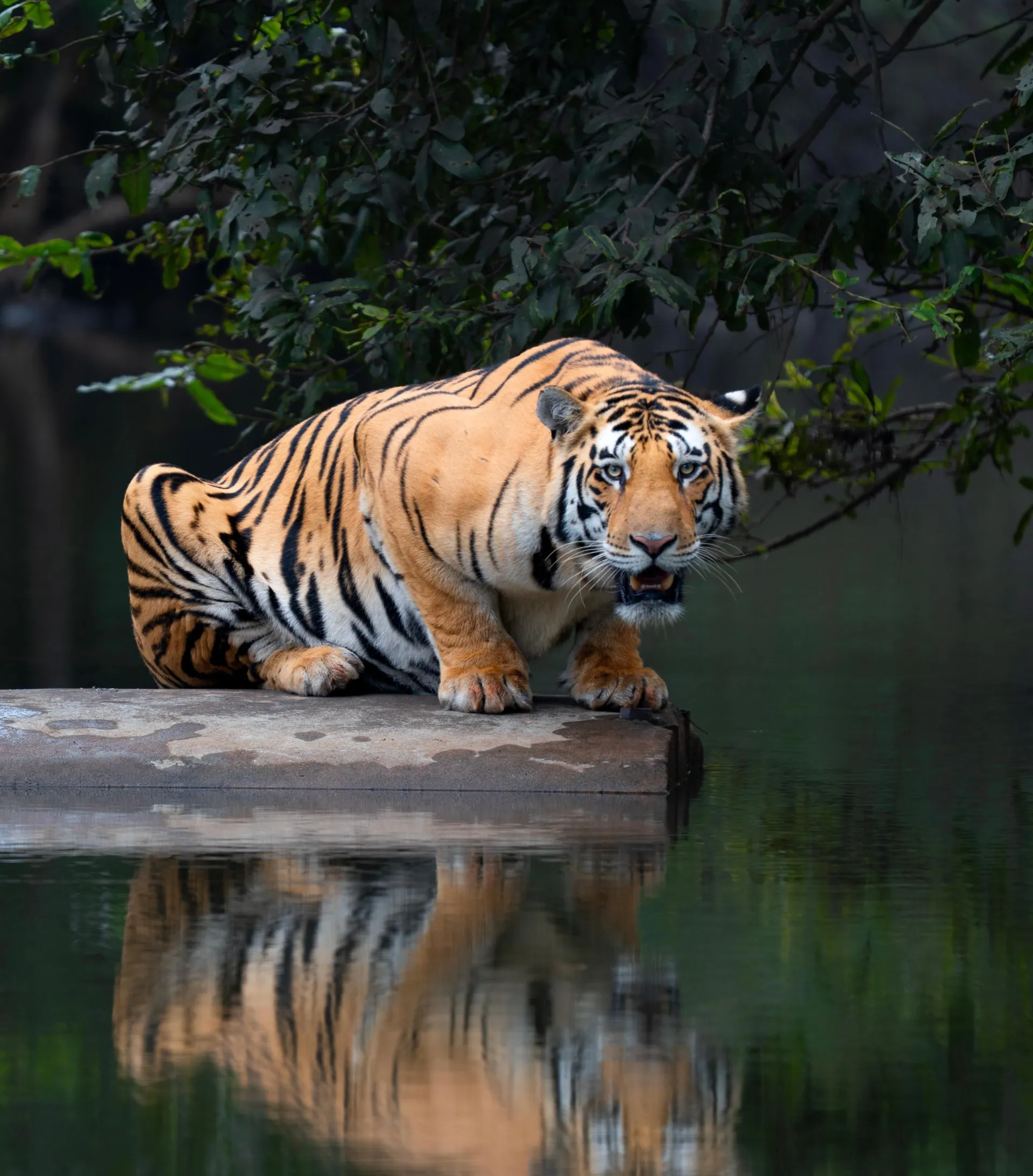 Bandhavgarh
