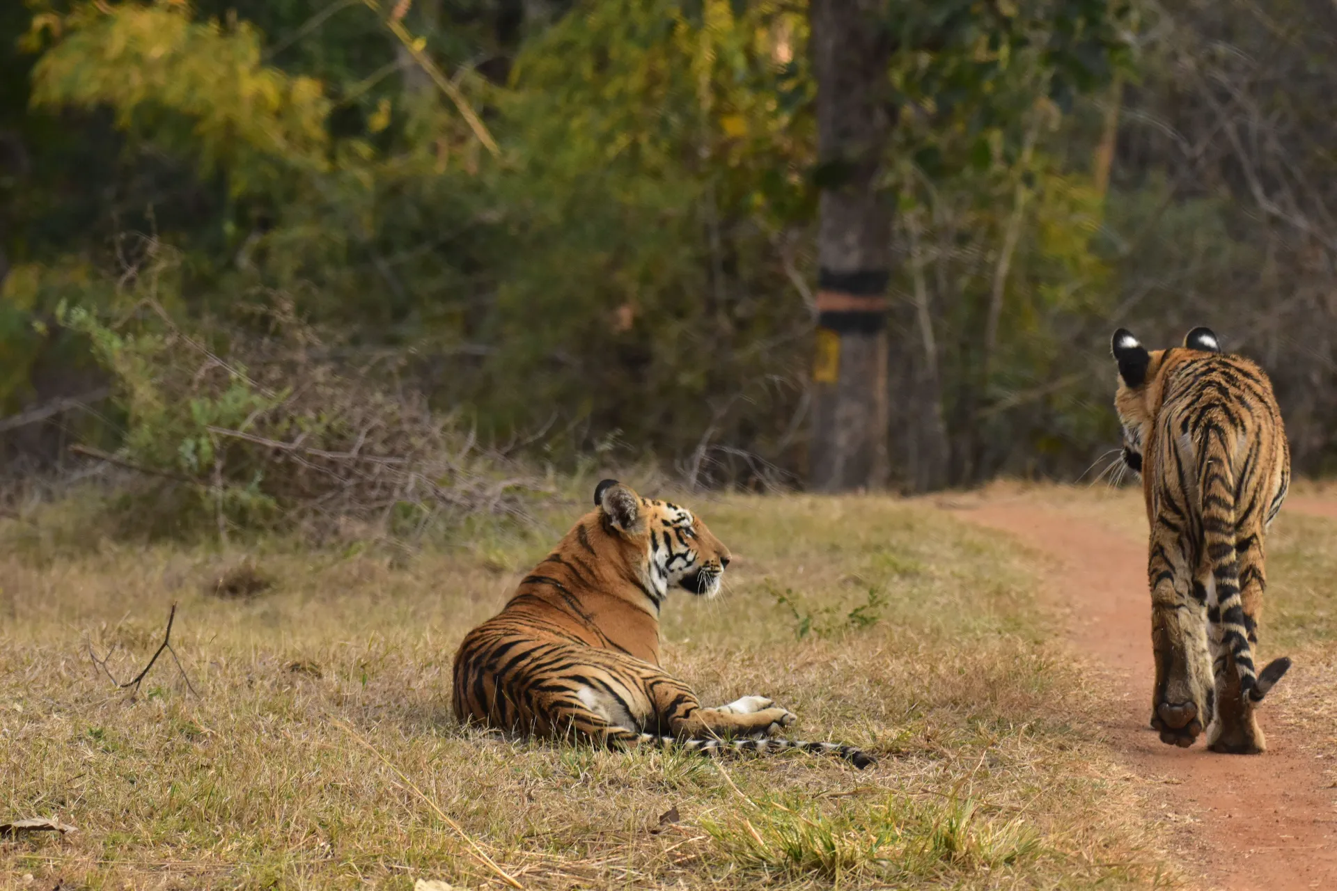 Kanha