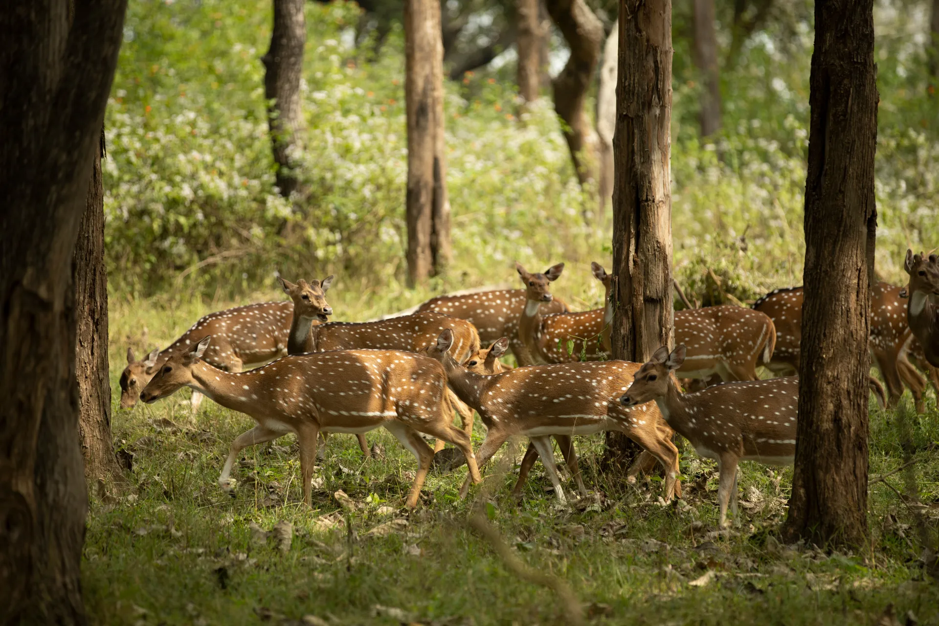 Ranthambore