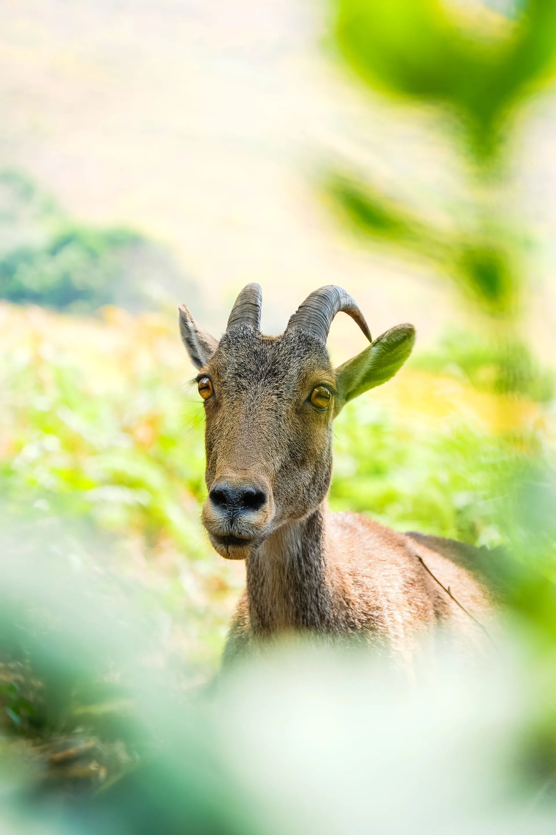 Munnar