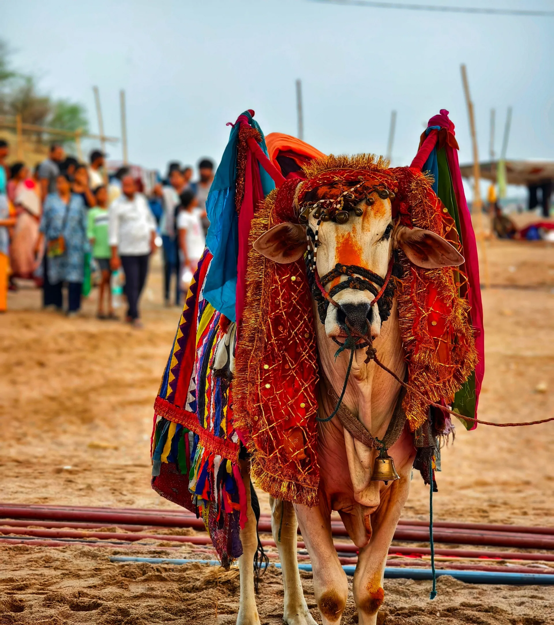 Fiera di Nagaur (Fiera del Bestiame di Ramdeoji)