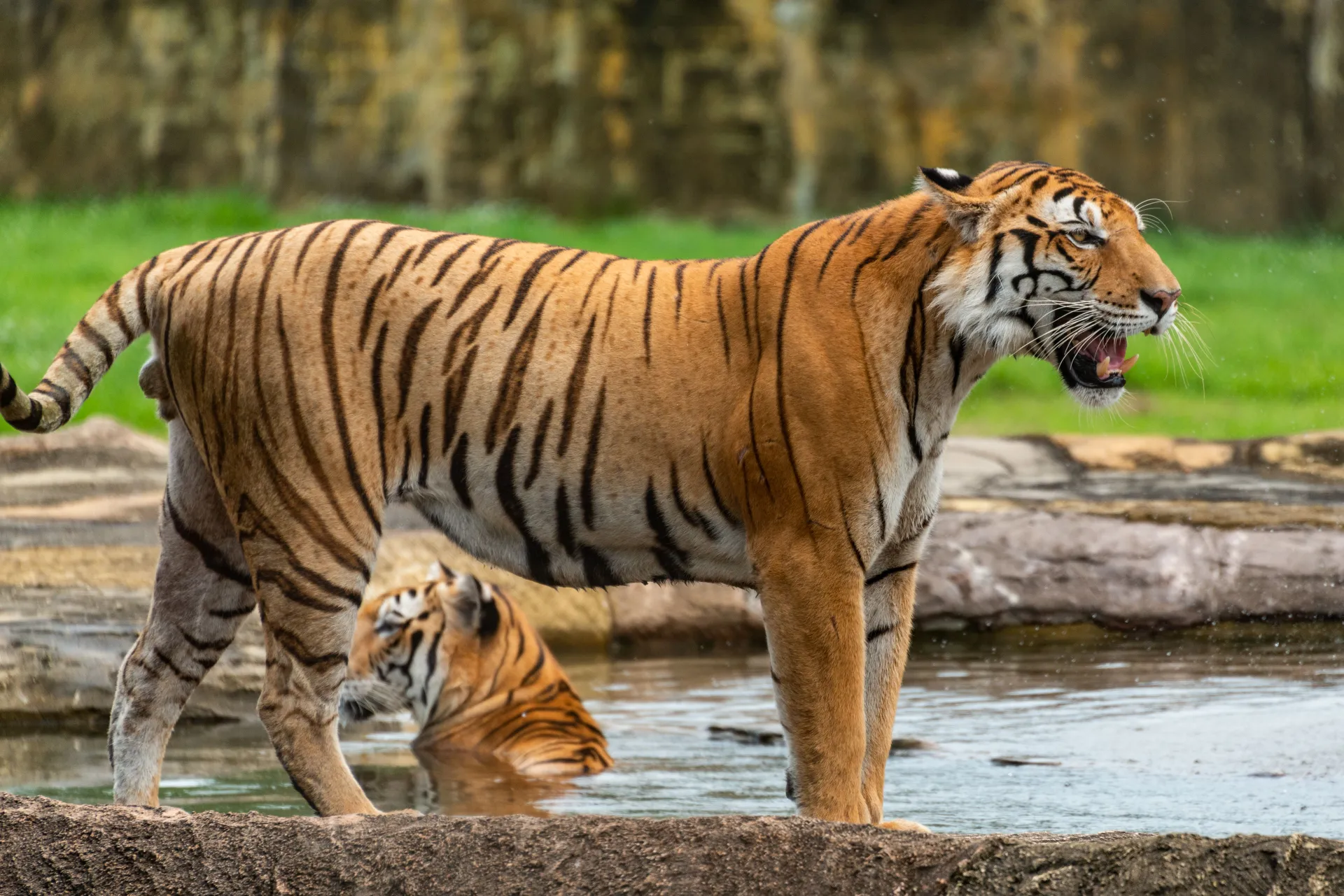 Ranthambhore